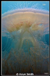 Jelly Invasion - 
Taken with G9, no flash at Koh Dok Mai... by Kaye Smith 